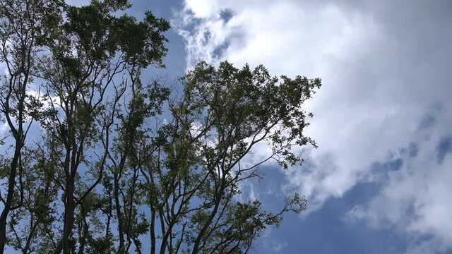 A video showing the blue sky, big trees and white clouds.