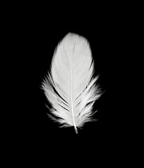 Beautiful white feather floating in air isolated on black background