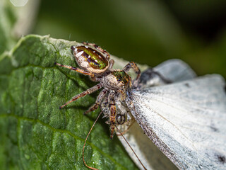 Jumping spider on leaf in garden