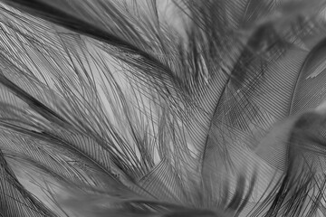 Obraz premium Beautiful dark black feather pattern texture background