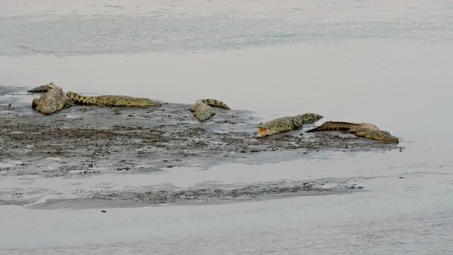 Nile crocodiles (Crocodylus niloticus) lying on river bank of South Luangwa River
