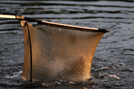 Forelle Angelteich Fische 