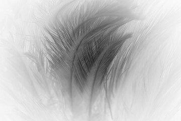 Obraz premium Beautiful dark black feather pattern texture background