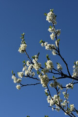 wiśnia, kwiaty © drlmk