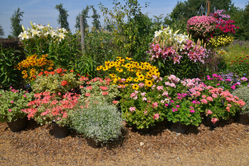 A colourful well planted flower border with mixed planting