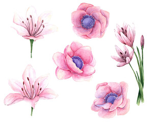 Watercolor set of pink flowers, hand drawn illustration of flowers isolated on white background.