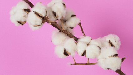 White Cotton branch on pink color background Flat lay Top view. Delicate white cotton flowers. Flowers composition. Light color cotton background. Nature concept represent soft and gentle.