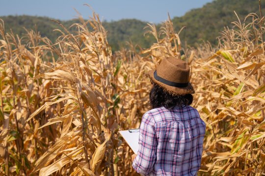 Technology in agricultural business, Asian smart woman using smartphone to examine product seed, farmer /worker hold report chart in corn field background ready to harvest, entrepreneur start up