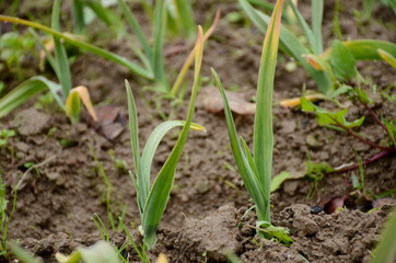 bunch the ripe green garlic plant seedlings in the farm.