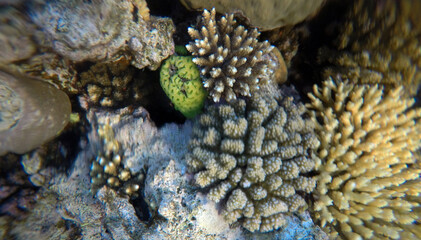 Tropical coral reef. Ecosystem and environment. Egypt. Near Sharm El Sheikh