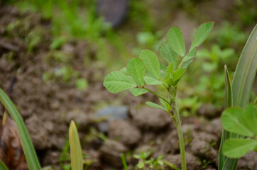 the ripe green Greek plant with leave in the garden.