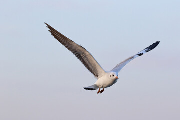 Seagull flying in the sky, Freedom concept