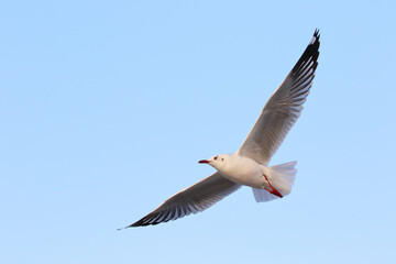 Seagull flying in the sky, Freedom concept