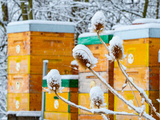 bee hives in winter time - hives in snow