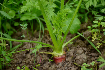 the red ripe carrot with green leaves in the farm.