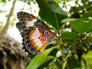 beautiful butterfly sits on a leave in the rain forest