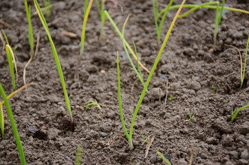bunch the ripe green onion plant seedlings in the farm.