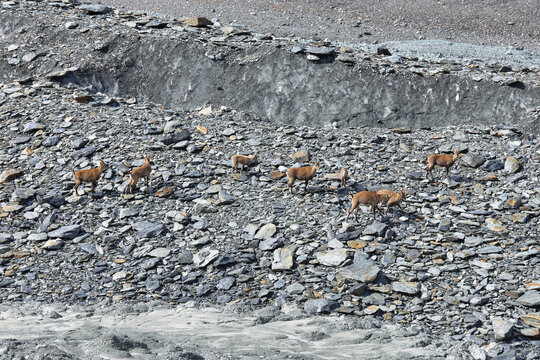Herf od Chamois (Rupicapra rupicapra) in Gebroulaz glacier moraine, Vanoise national park, , France