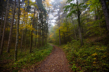 colorful autumn forest in the mist