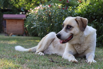 dog in the park