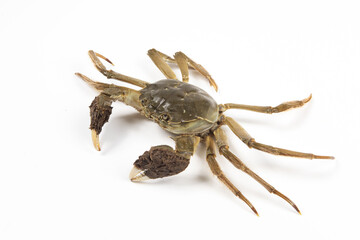 Raw Chinese mitten crab, hairy crab isolated on white background.