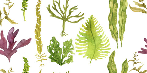 watercolor drawing seamless pattern with edible seaweed - obrazy, fototapety, plakaty