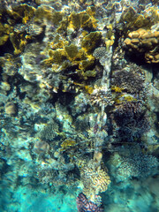 Tropical coral reef. Ecosystem and environment. Egypt. Near Sharm El Sheikh
