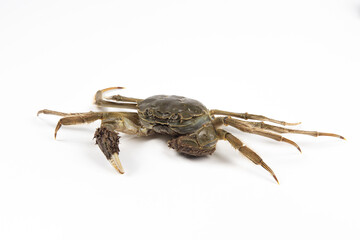 Raw Chinese mitten crab, hairy crab isolated on white background.