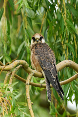 Red-footed falcon (Falco vespertinus)