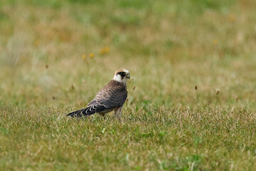 Red-footed falcon (Falco vespertinus)