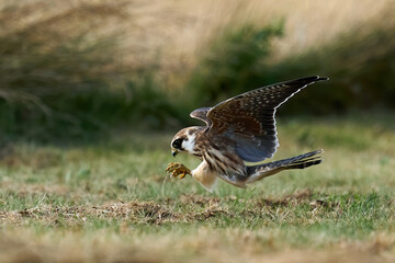 Red-footed falcon (Falco vespertinus)