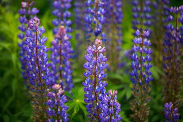 Field of lupines in summer in the countryside.
