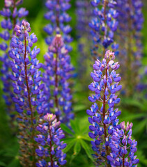 Field of beautiful lupines in summer in the countryside.