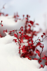 shrub with red leaves covered with snow
