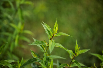 Green twigs close-up.