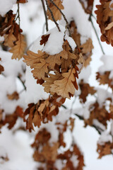 dried leaves on an oak tree covered with snow