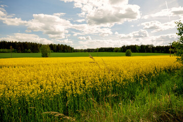 Yellow blossoming rape seeds on a sunny day.