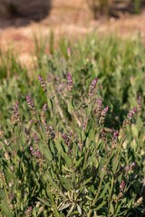 Sage bush with buds on a sunny spring day
