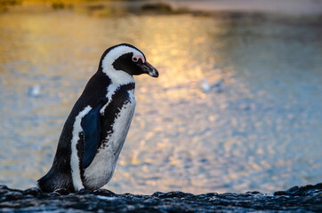 Obraz premium portrait os an African penguin (Spheniscus demersus) with a golden sea as a background 