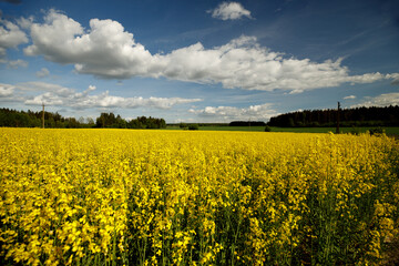 Yellow blossoming rape seeds on a sunny day.