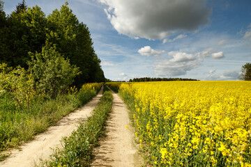 Obraz premium Yellow blossoming rape seeds on a sunny day.