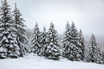 Fir trees with a lot of snow on the branches. Forest in winter