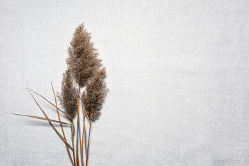 Background with dried reed flower bouquet on white linen © Olha