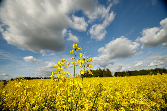 Yellow blossoming rape seeds on a sunny day.
