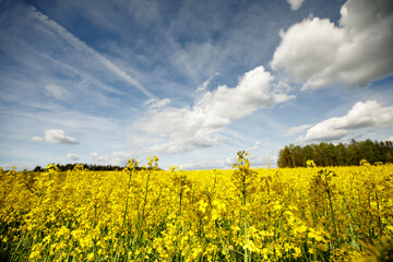 Obraz premium Bright beautiful yellow blossoming rape seeds on a sunny day.