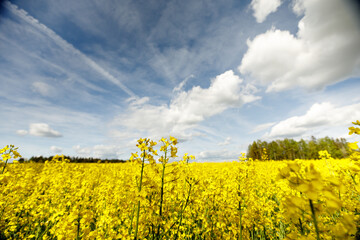 Yellow flowering rapeseed seeds and clear sky on a sunny day.