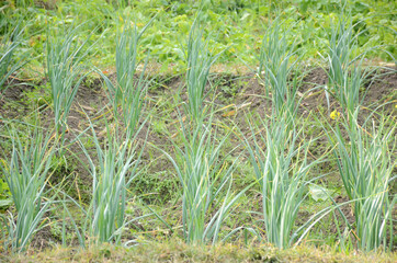 Obraz premium bunch the ripe green garlic plants seedlings in the farm.