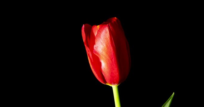赤いチューリップの開花タイムラプス