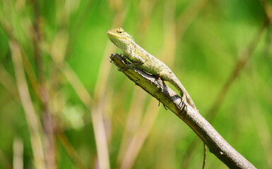 Oriental garden lizard (Calotes versicolor) - Garden lizards are relaxing on tree branches, camouflage garden lizards. Close up chameleon details.