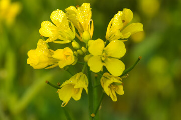 Very beautiful bright yellow mustard flowers are loaded with dew drops in the morning